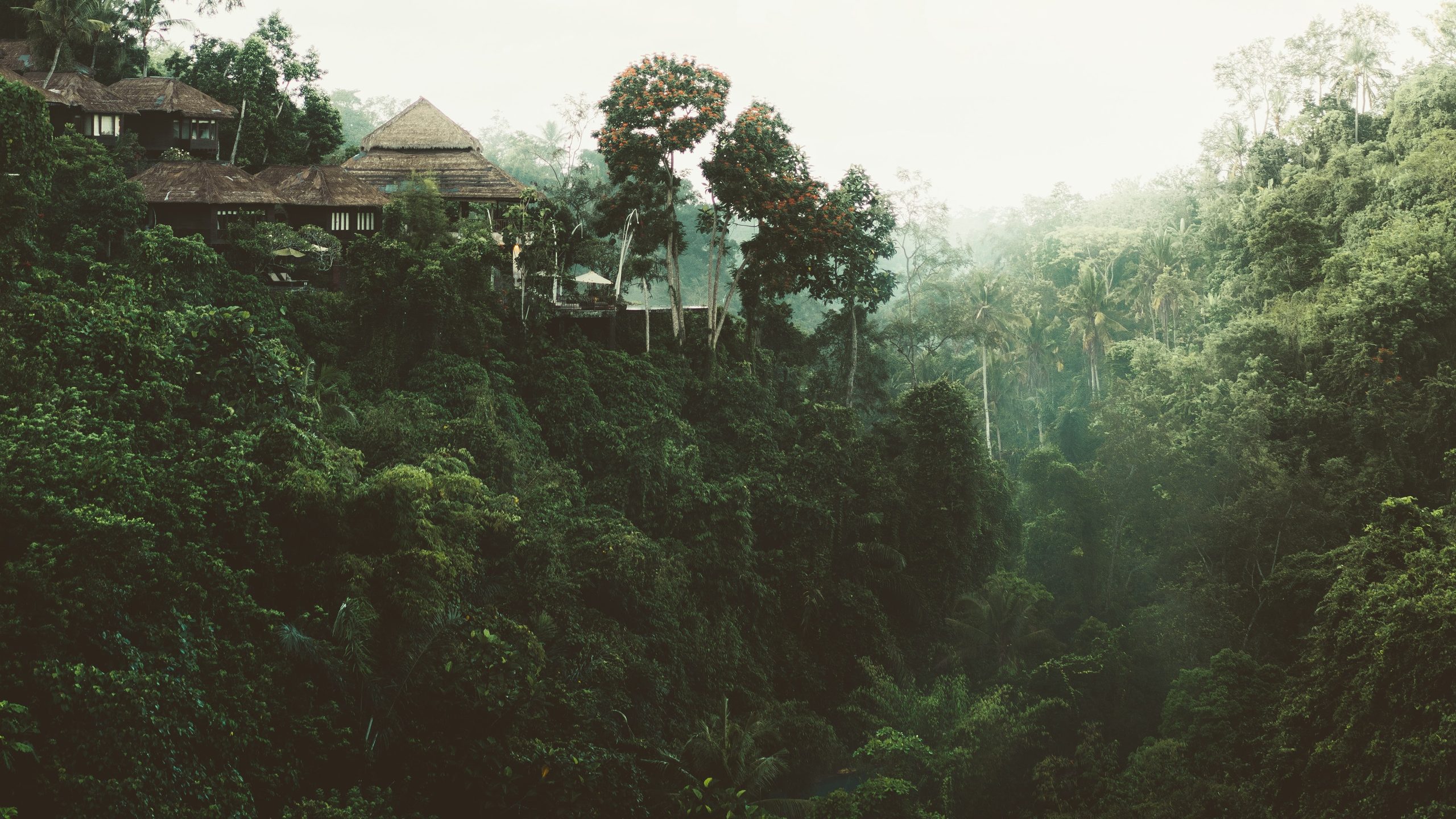 Jungle canopy at dawn with a hillside lodge among the trees
